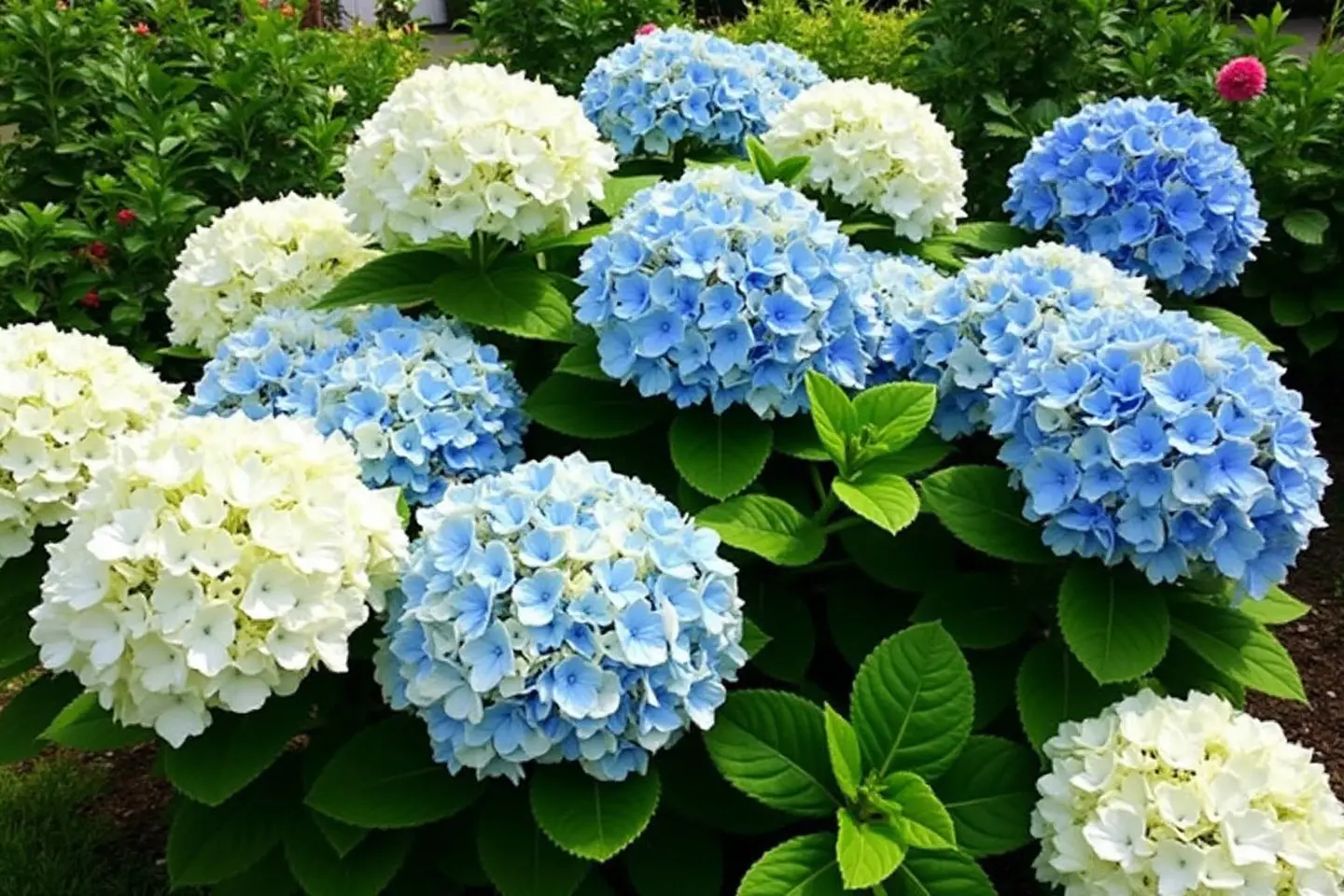 Deze hortensia-variëteit biedt spectaculaire XXL-bloemen die uw tuin zullen verfraaien