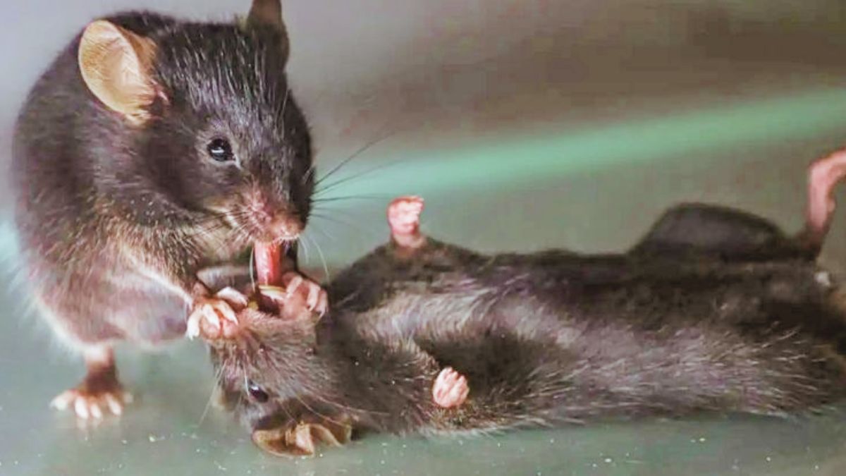 Een muis die probeert een van haar soortgenoten te reanimeren