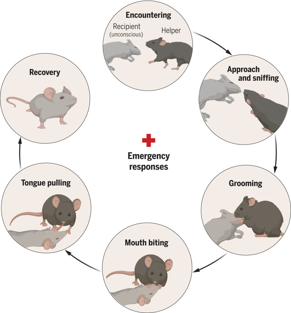 the incredible discovery of a team of neuroscientists